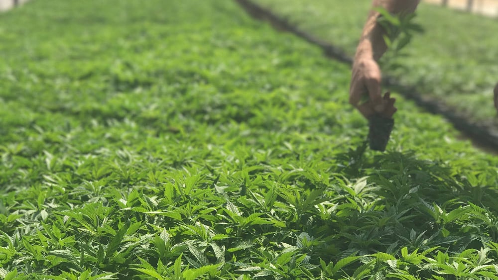 hemp farm