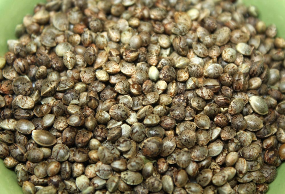 hemp seeds