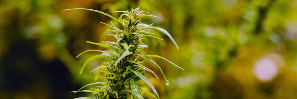 hemp plant