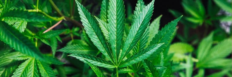 industrial hemp