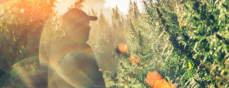 cbd hemp farm