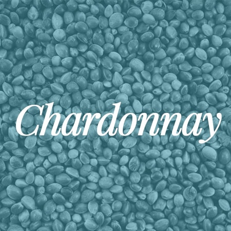 chardonnay seeds