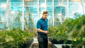 Hemp-cbd- plant genetics