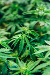 hemp plant genetics