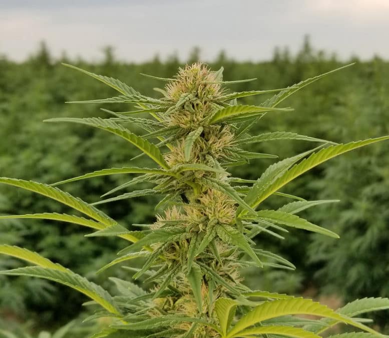 Hemp Plant Strain Story: Hot Blonde
