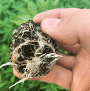 Healthy Blue Forest Farms Hemp root system