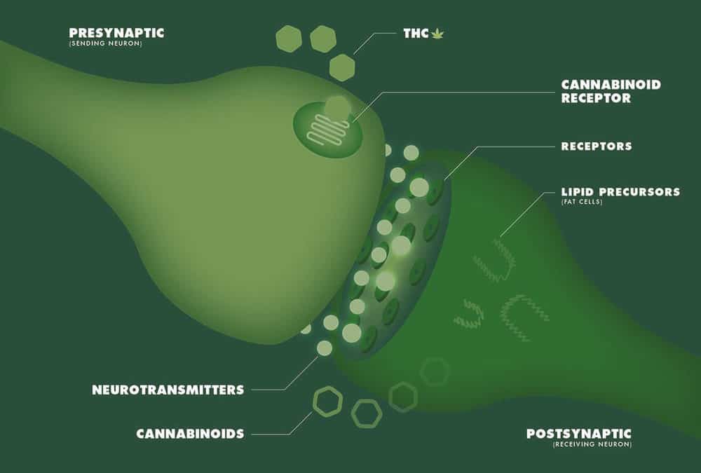Five Things You Might Not Know About Your Endocannabinoid System