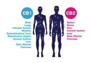 endocannabinoid system infograph- cannabinoid receptors