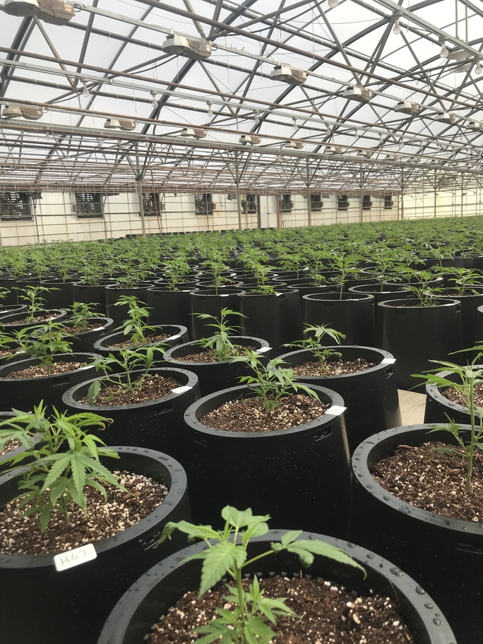 hemp clones greenhouse
