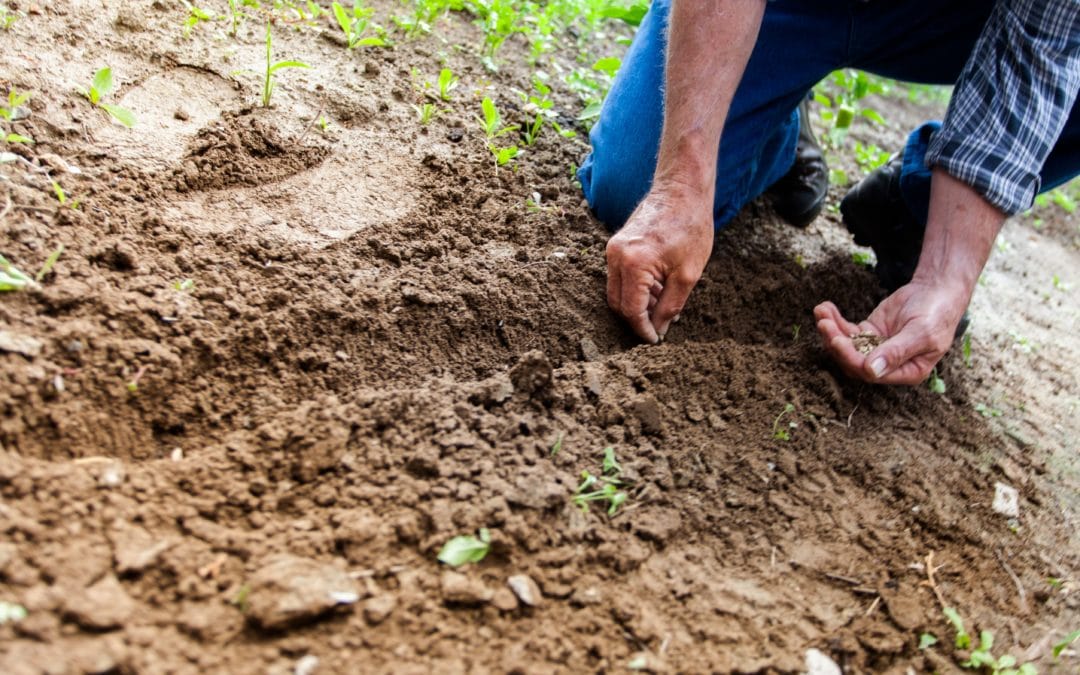 New USDA Grant Aids Farmers Impacted by Coronavirus