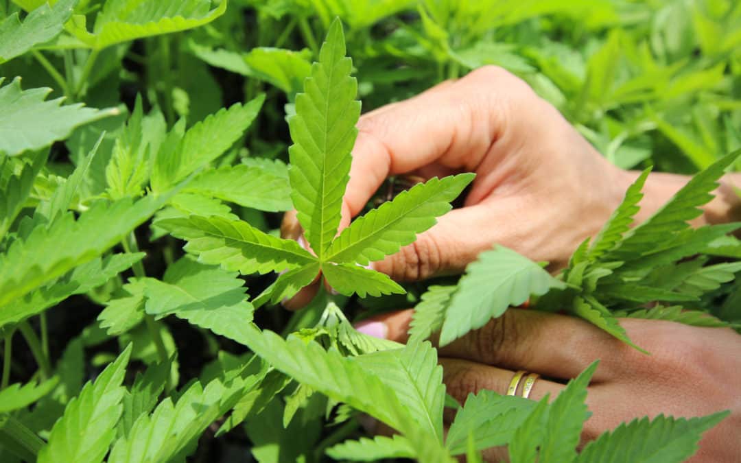 All You Need to Know About Hemp Seedlings