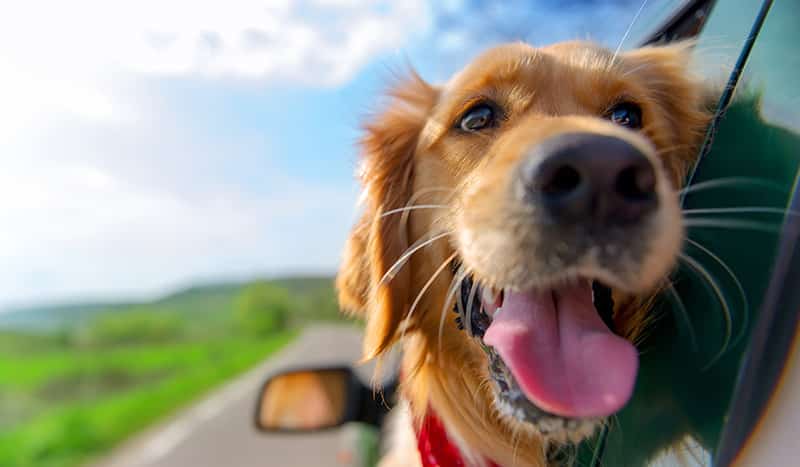 All You Need to Know About CBD for Pets