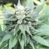 stormy d hemp seeds