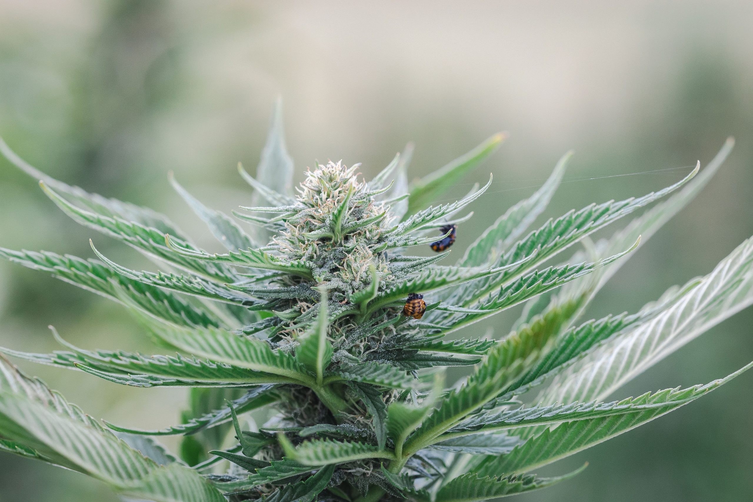 How To Buy Feminized Seeds From Colorado