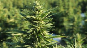 There are a variety of CBD seeds to choose from
