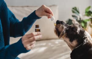 5 Natural Remedies for Dog Anxiety