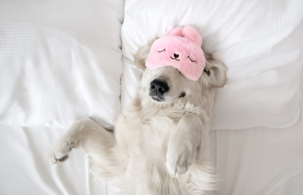 Natural Sleep Remedies for Dogs: 5 of the Most Effective