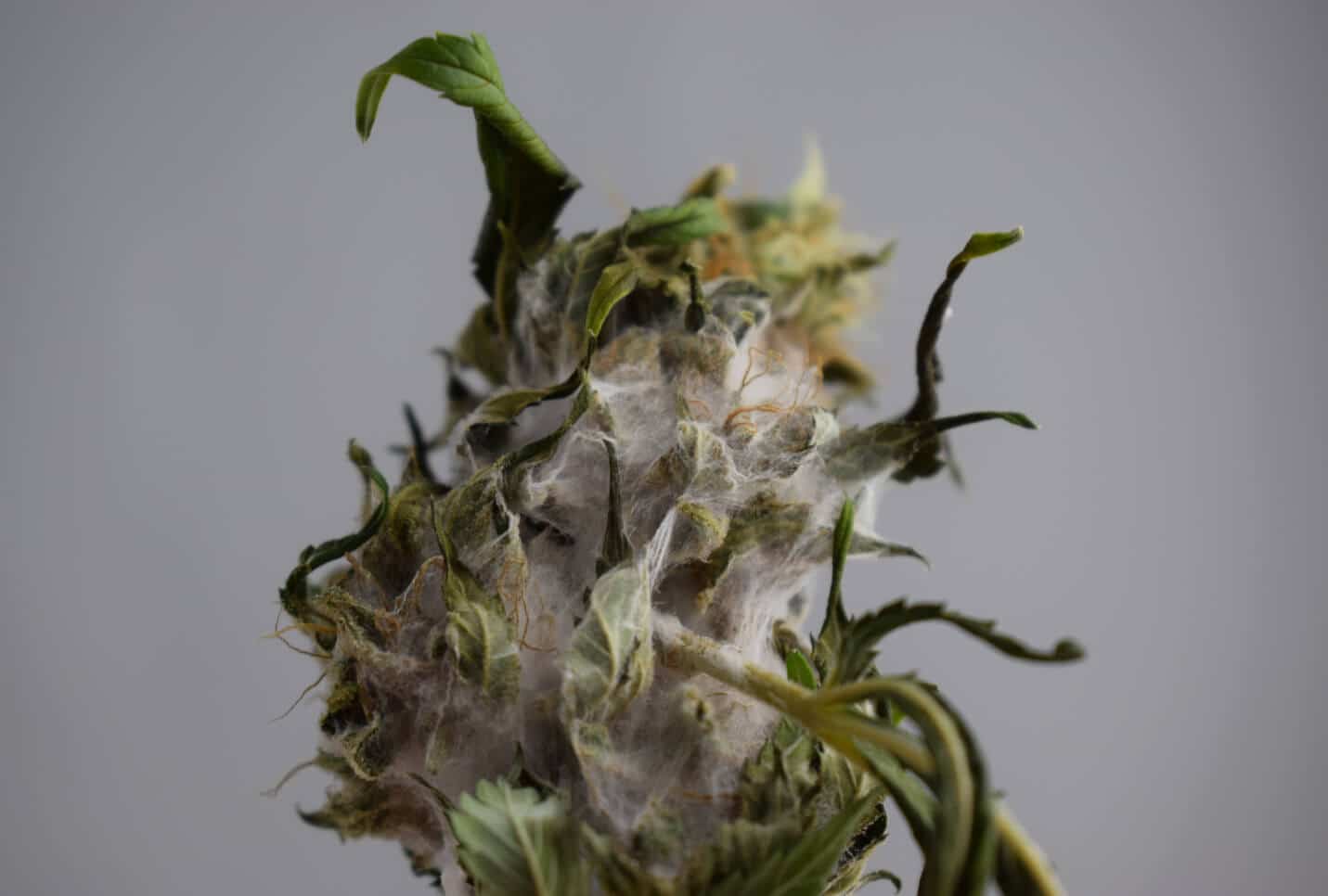  Environmental Factors: Uncovering the Causes of Bud Rot