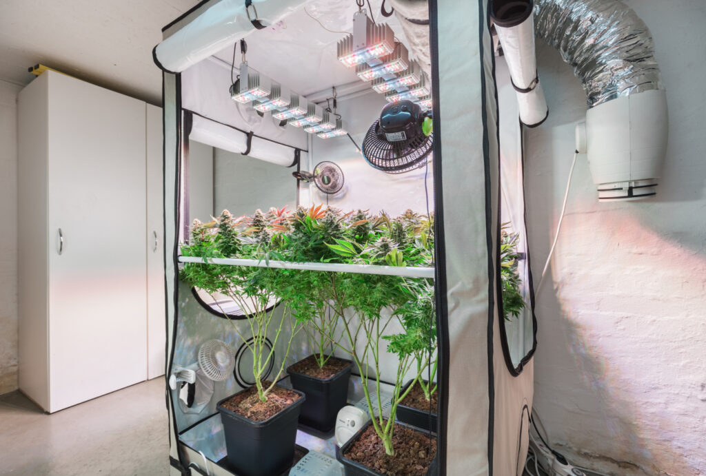 How To Grow Cannabis: A Beginner's Guide