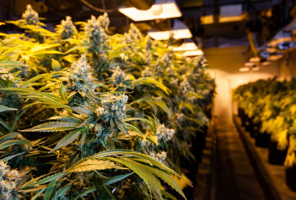 Indoor Cannabis Cultivation Tips