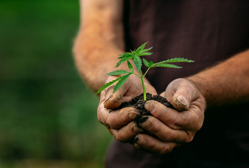 Preventing Nutrient Deficiencies in Cannabis