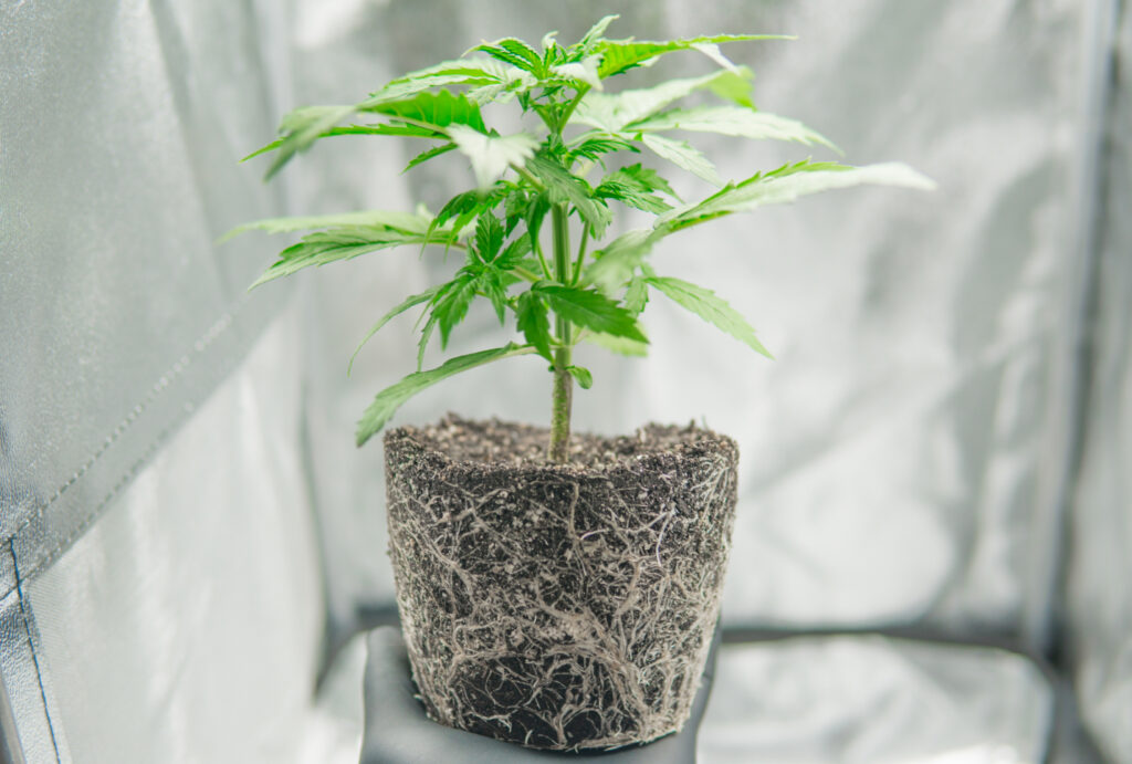 Transplanting Cannabis: Best Practices