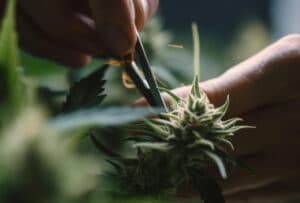 how to harvest cannabis